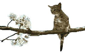 [Cat in dogwood tree~Sandtracker]