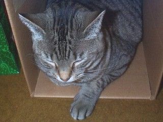 [Carly sleeping in a box]