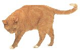 [Cat from CatStuff]