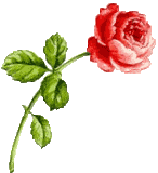 [A single rose for Holly, with love.]